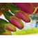 Phocus 3 Lens Bundle for iPhone 4 and 4S: Picture 5 thumbnail