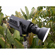Profoto L1600D: Picture 8 thumbnail