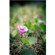 Adorama 34mm F/1.8: Picture 5 thumbnail