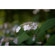 Rokinon 35mm F/1.4: Picture 3 thumbnail