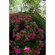 ProOptic 8mm F/3.5: Picture 2 thumbnail