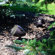Rockustics Music Garden: Picture 2 thumbnail