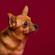 Savage Seamless Background Paper: Picture 2 thumbnail