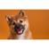 Savage Seamless Background Paper: Picture 6 thumbnail