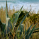 Sigma 16-300mm f/3.5-6.7: Picture 11 thumbnail