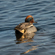 Sigma 300-600mm f/4: Picture 15 thumbnail