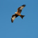 Sigma 300-600mm f/4: Picture 16 thumbnail