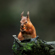 Sigma 300-600mm f/4: Picture 7 thumbnail