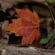 Sigma 30mm f/1.4 DC DN: Picture 5 thumbnail