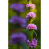 Sigma 35MM F/1.2 DG II ART: Picture 9 thumbnail