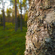 Sigma 35MM F/1.2 DG II ART: Picture 10 thumbnail