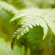 Sigma 35MM F/1.2 DG II ART: Picture 13 thumbnail