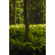 Sigma 35MM F/1.2 DG II ART: Picture 17 thumbnail