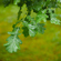 Sigma 35MM F/1.2 DG II ART: Picture 18 thumbnail