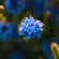 Sigma 35MM F/1.2 DG II ART: Picture 20 thumbnail