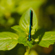 Sigma 35MM F/1.2 DG II ART: Picture 8 thumbnail