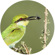 Swarovski Optik 10x42 EL: Picture 6 thumbnail