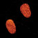 Sirchie TMX200: Picture 6 thumbnail