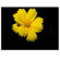 SLR Magic Pin Hole: Picture 5 thumbnail