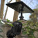 Swann Security Camera: Picture 6 thumbnail