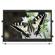 TV Logic LUM-240G: Picture 1 thumbnail