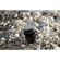 THYPOCH Simera-C T1.5: Picture 10 thumbnail