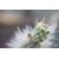 Venus 58mm f/2.8: Picture 11 thumbnail