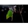 Venus 58mm f/2.8: Picture 15 thumbnail
