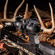 Vortex Optics Crossfire II: Picture 18 thumbnail