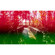 Yodica Callisto Film: Picture 1 thumbnail