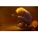 Zoom G6: Picture 8 thumbnail