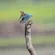 Nikon Z6III: Picture 13 thumbnail