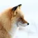 Nikon Z6III: Picture 33 thumbnail