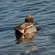 Sigma 300-600mm f/4: Picture 15 thumbnail