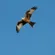 Sigma 300-600mm f/4: Picture 16 thumbnail