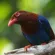 Sony a1 II: Picture 30 thumbnail