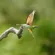 Sony a1 II: Picture 31 thumbnail