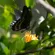 Sony Alpha a6700: Picture 18 thumbnail