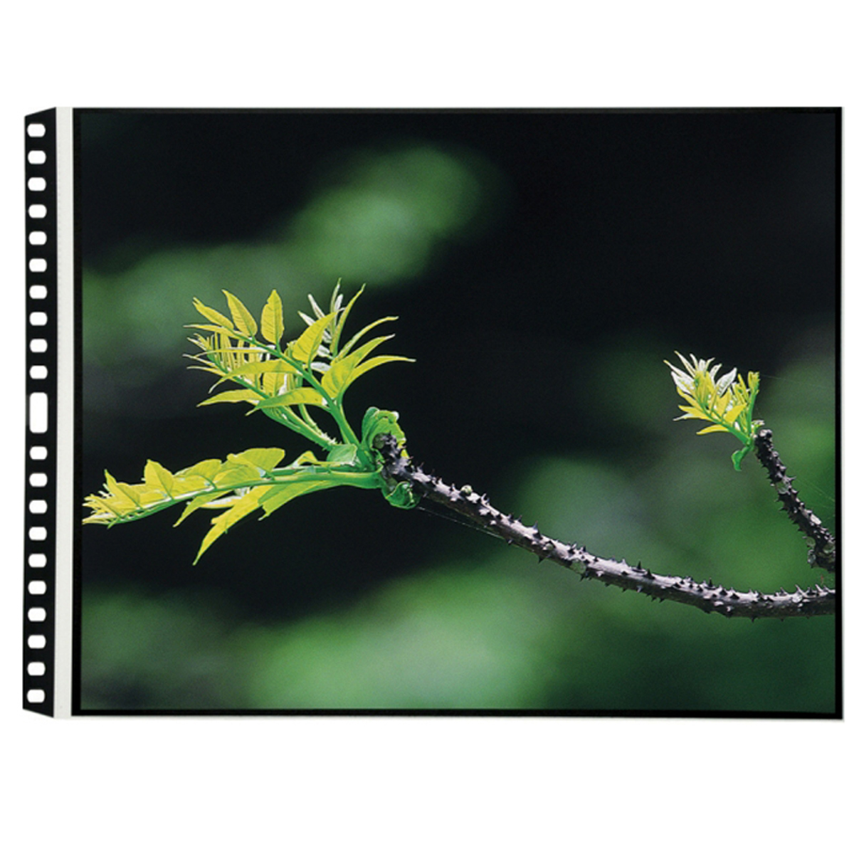 

Itoya Art Profolio 17x11" Polyglass Pages, Landscape