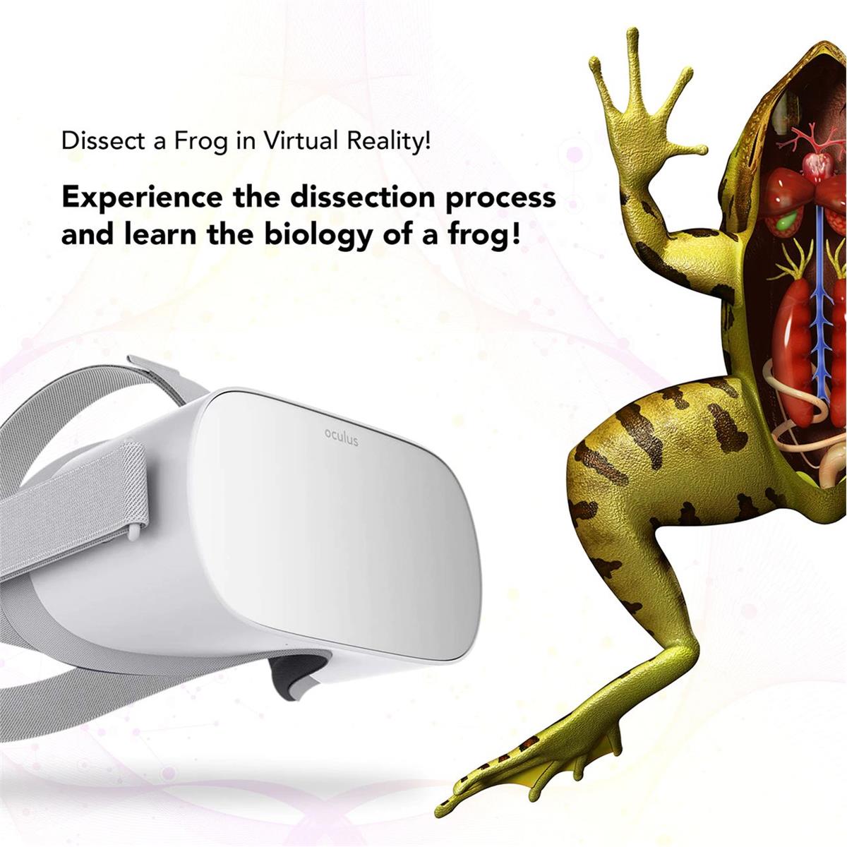 Image of Hamilton Buhl VR-FRG Oculus Go VR Frog Dissection Educational Experience License